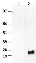 BIRC5/Survivin Antibody in Western Blot (WB)