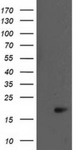 BIRC5/Survivin Antibody in Western Blot (WB)