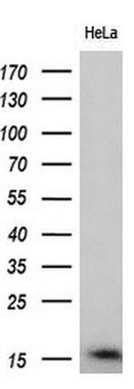 BIRC5/Survivin Antibody in Western Blot (WB)