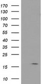 BIRC5/Survivin Antibody in Western Blot (WB)