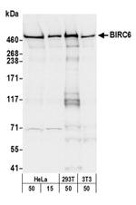 BIRC6/Apollon Antibody in Western Blot (WB)