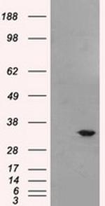 BIRC7 Antibody in Western Blot (WB)
