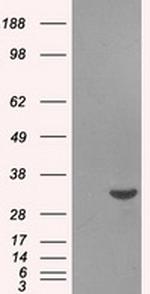 BIRC7 Antibody in Western Blot (WB)