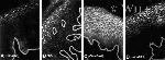 Claudin 1 Antibody in Immunohistochemistry (Frozen) (IHC (F))