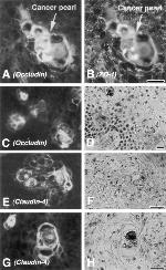 Claudin 4 Antibody in Immunohistochemistry (Frozen) (IHC (F))