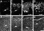 Claudin 1 Antibody in Immunohistochemistry (Frozen) (IHC (F))