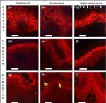 Claudin 1 Antibody in Immunohistochemistry (Frozen) (IHC (F))