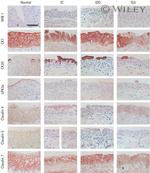 Claudin 7 Antibody in Immunohistochemistry (IHC)