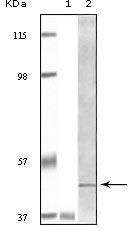 BLK Antibody in Western Blot (WB)