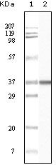 BLK Antibody in Western Blot (WB)