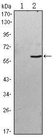 BLK Antibody in Western Blot (WB)