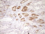 BLNK Antibody in Immunohistochemistry (Paraffin) (IHC (P))