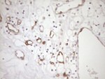 BLNK Antibody in Immunohistochemistry (Paraffin) (IHC (P))