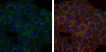 BLNK Monoclonal Antibody (5G9)