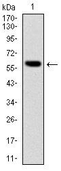 BLNK Antibody in Western Blot (WB)
