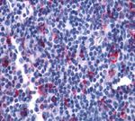 LTB4R2 Antibody in Immunohistochemistry (Paraffin) (IHC (P))