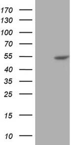 BLZF1 Antibody in Western Blot (WB)