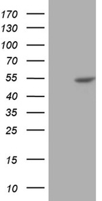 BLZF1 Antibody in Western Blot (WB)