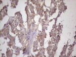 BMF Antibody in Immunohistochemistry (Paraffin) (IHC (P))