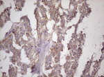 BMF Antibody in Immunohistochemistry (Paraffin) (IHC (P))