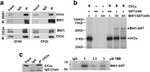BMI-1 Antibody in Western Blot, Immunoprecipitation (WB, IP)