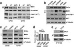 BMI-1 Antibody in Western Blot (WB)