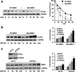 BMI-1 Antibody in Western Blot (WB)