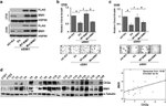 BMI-1 Antibody in Western Blot (WB)