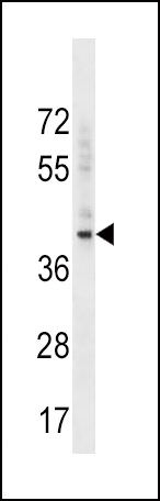 BMI-1 Antibody in Western Blot (WB)