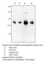 BMP2 Polyclonal Antibody