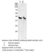 BMP4 Polyclonal Antibody