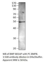 BMP8 Polyclonal Antibody
