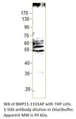 BMP11 Polyclonal Antibody