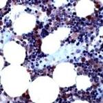 BMP-4 Antibody in Immunohistochemistry (IHC)
