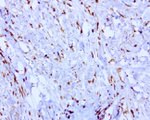 BMP4 Antibody in Immunohistochemistry (Paraffin) (IHC (P))