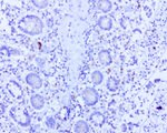 BMP4 Antibody in Immunohistochemistry (Paraffin) (IHC (P))