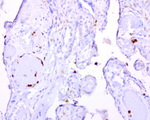 BMP4 Antibody in Immunohistochemistry (Paraffin) (IHC (P))