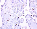 BMP4 Antibody in Immunohistochemistry (Paraffin) (IHC (P))