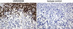 BMP4 Antibody in Immunohistochemistry (Paraffin) (IHC (P))