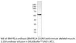 BMPR1A Polyclonal Antibody