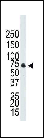 CDw293 Antibody in Western Blot (WB)