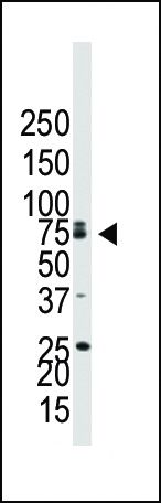 CDw293 Antibody in Western Blot (WB)