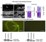 eGFP Antibody in Western Blot (WB)