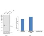 Cytochrome C Antibody in Western Blot (WB)