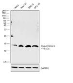 Cytochrome C Antibody in Western Blot (WB)