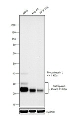 Cathepsin L Antibody in Western Blot (WB)