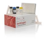 Monkey IL-6 Instant ELISA™ Kit (BMS641INST)