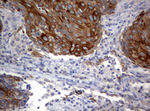 BNIP1 Antibody in Immunohistochemistry (Paraffin) (IHC (P))