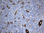 BNIP1 Antibody in Immunohistochemistry (Paraffin) (IHC (P))