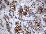 BNIP1 Antibody in Immunohistochemistry (Paraffin) (IHC (P))